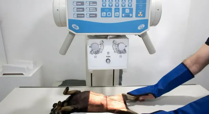 RTG kota w klinice weterynaryjnej. Zwierzę leży na stole pod aparatem rentgenowskim, a technik w ochronnych rękawach przygotowuje się do badania.