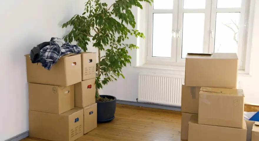 Umzugskartons stapeln sich in einem Zimmer, bereit für den Einzug in Hamburg. Ein grüner Ficus und ein Fenster mit Blick nach draußen.