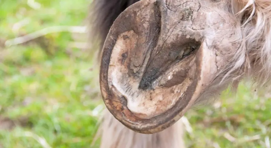 Gros plan sur le glome d'un cheval, montrant la texture et les détails de son sabot.