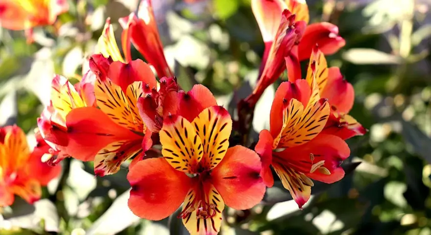 En kruka med lysande alstroemeria i nyanser av orange och rött, med mörka streck på kronbladen.