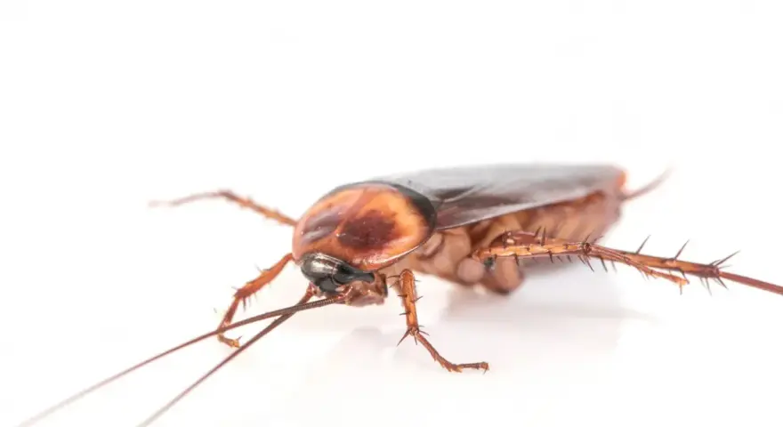 Una ninfa cucaracha alemana, con sus antenas largas y patas espinosas, se arrastra sobre un fondo blanco.
