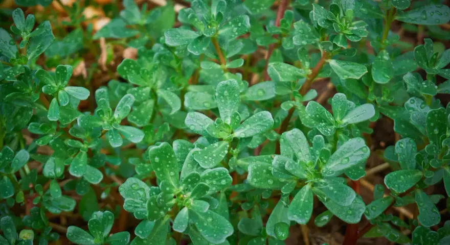 Gocce di rugiada brillano sulle foglie carnose dell'erba portulaca, che si estende rigogliosa sul terreno.