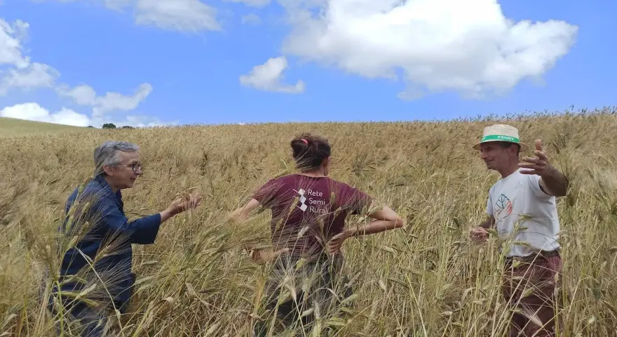 Tre persone discutono nel campo di grano maturo, un esempio di coltivazione grano sotto un cielo azzurro con nuvole bianche.
