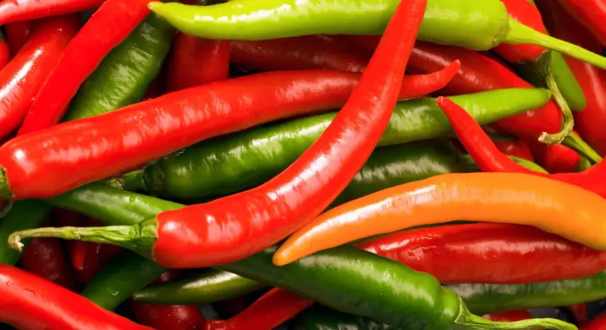 Ein Haufen bunter Chilis, rot, grün und orange. Diese peperoni sind scharf und bereit für die Küche.