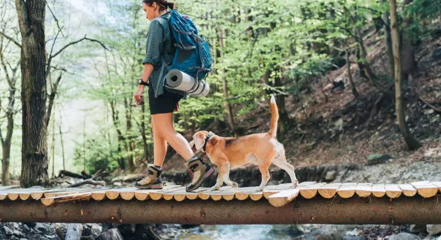 Donna con zaino e cane beagle attraversa un ponte di legno durante un'avventura di trekking con il cane in un bosco verdeggiante.