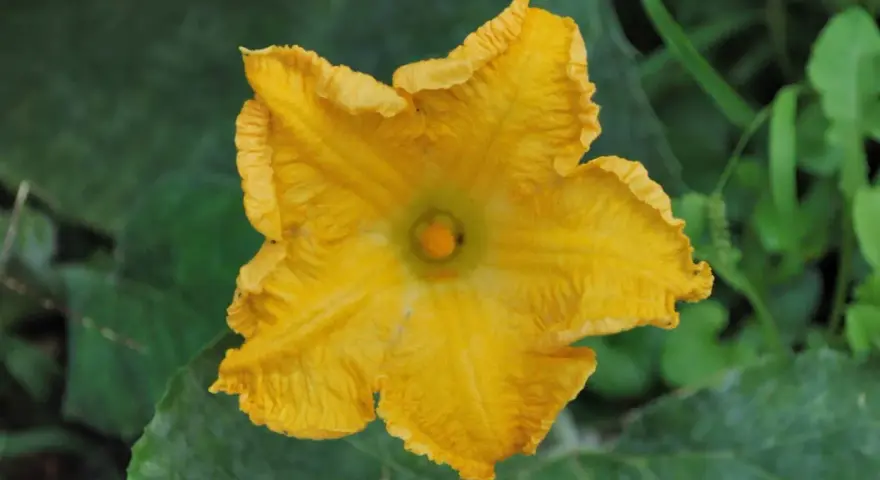 Un vibrante fiore di zucca giallo, simbolo del periodo estivo, si apre tra le foglie verdi.