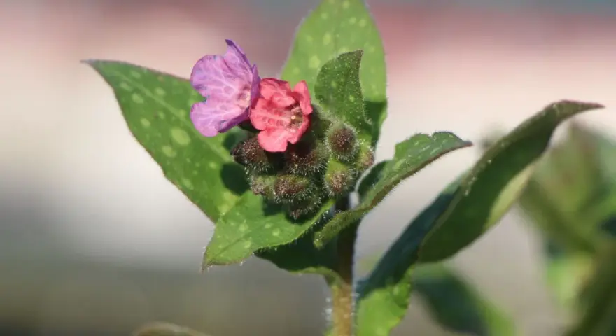 Zwei zarte Blüten, eine rosa, eine lila, auf einem Stiel mit geflecktem Lungenkraut.