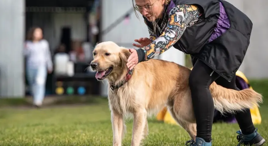 Jak skutecznie szkolić golden retrievera i unikać problemów z posłuszeństwem