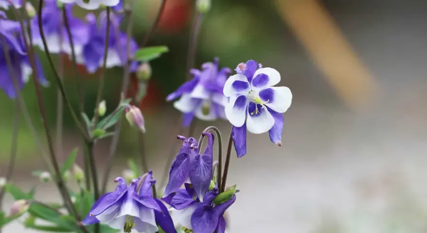 Zarte Akelei-Blüten in Violett und Weiß, ideal für sonnige bis halbschattige Standorte im Garten.