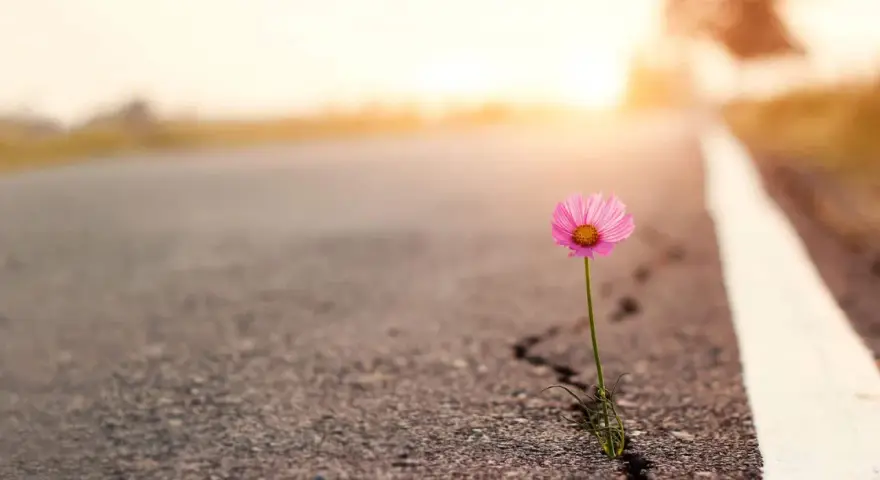 Ein zartes rosa Blümchen kämpft sich durch einen Riss im Asphalt. Ein Symbol der Hoffnung auf steinigen Wegen, das im warmen Abendlicht erstrahlt.