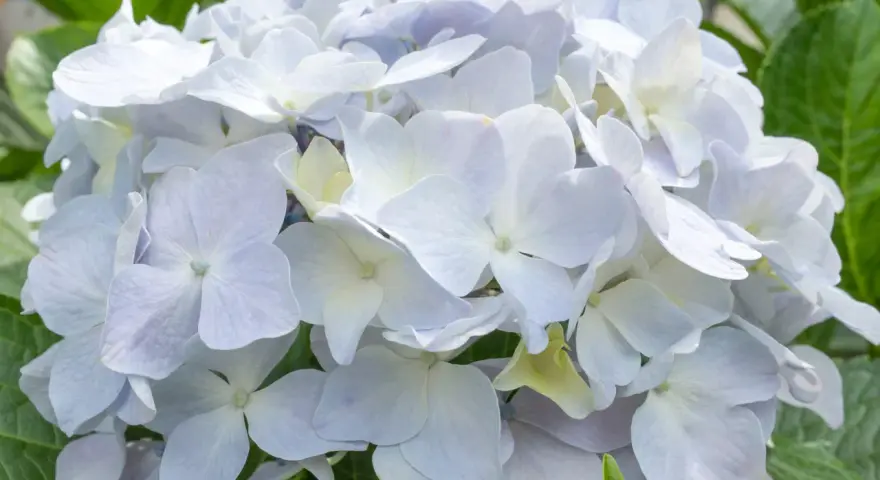 Una hermosa hortensia blanca, con pétalos delicados y un centro amarillento, rodeada de hojas verdes vibrantes.