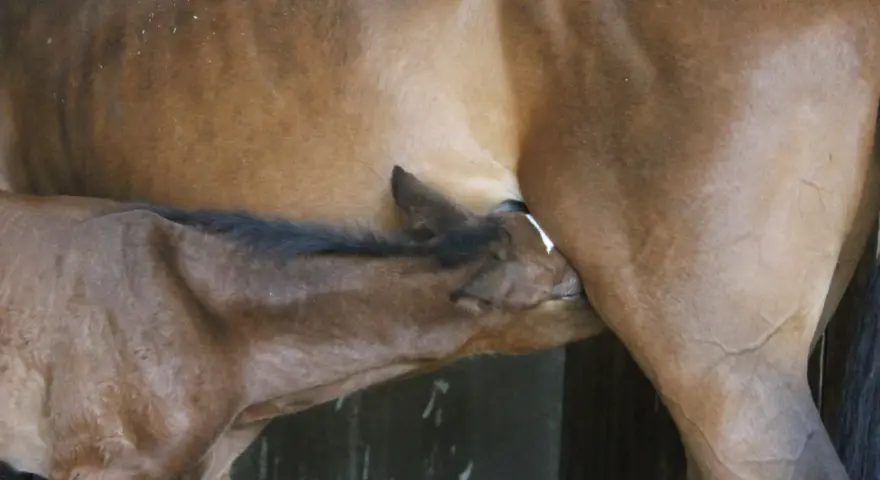 Un poulain brun tète sa mère, la vulve jument. Un moment tendre de connexion entre la mère et son petit.