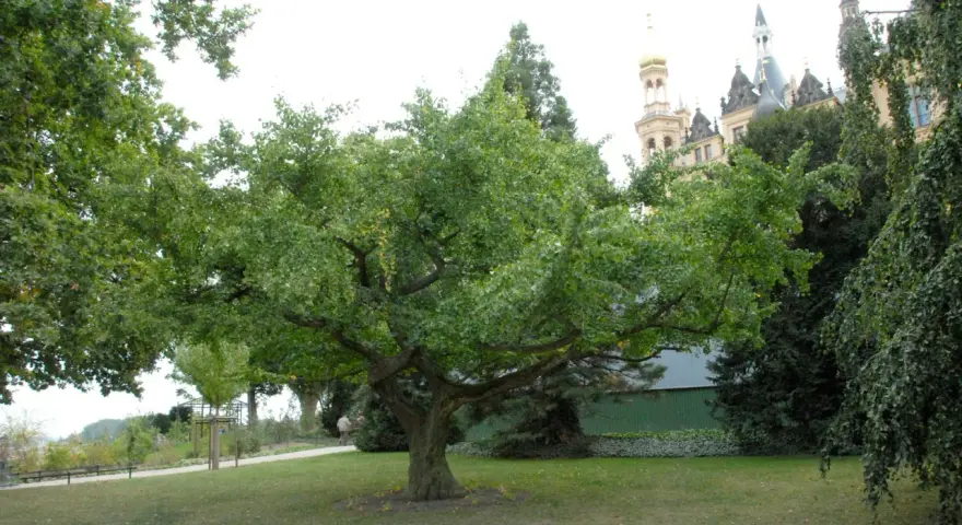 En ståtlig ginkgo biloba med sina karaktäristiska flikiga blad står i en park framför ett slott.