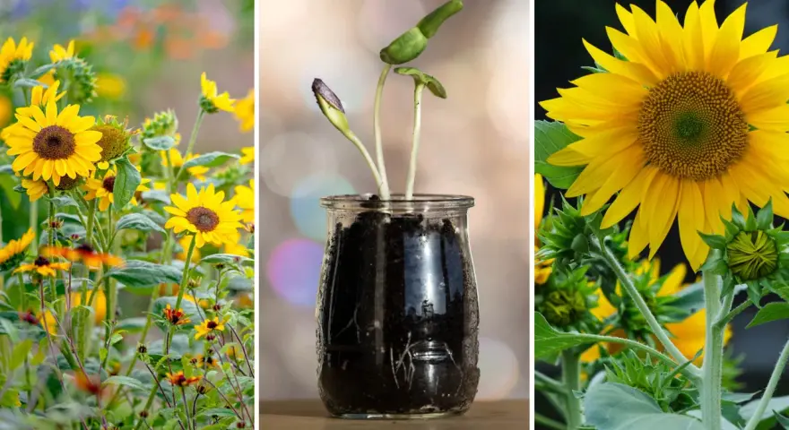 En bildsvit som visar hur man kan odla solrosor, från små groddar i en glasburk till fullvuxna blommor i en solig äng.