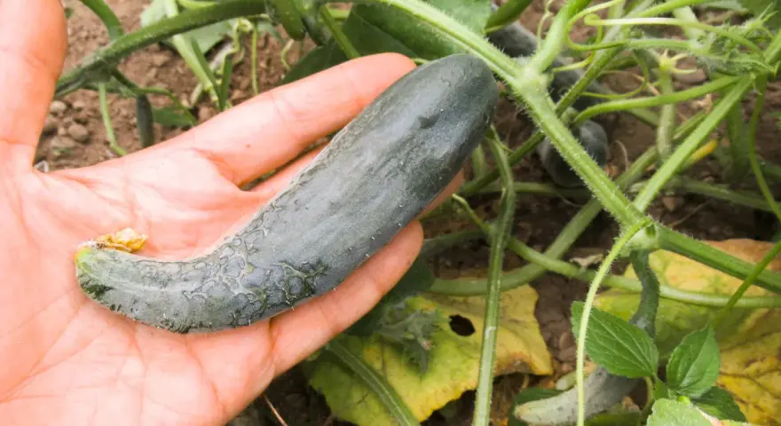 Mano che tiene un cetriolo verde, con piante di cetriolo sullo sfondo. Forse questo cetriolo diventerà giallo?