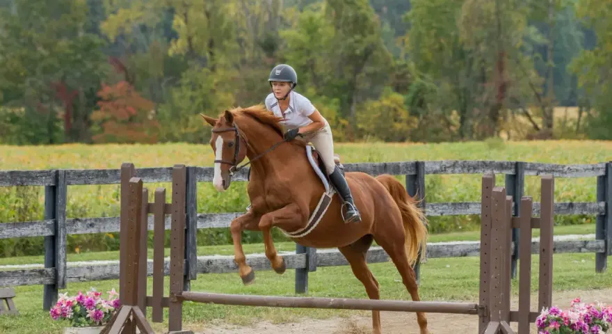 Une cavalière et son cheval brun sautent une barrière. Le hunter est en plein effort, montrant sa puissance et son agilité.