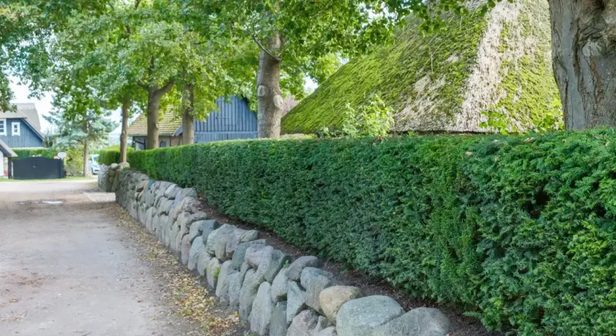 Eine dichte Hecke aus Eibe pflanzen säumt einen Weg mit Steineinfassung. Dahinter ein reetgedecktes Haus und Bäume.