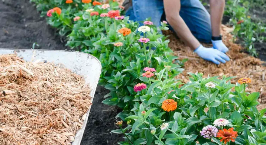 A gardener demonstrates how to lay mulch around vibrant zinnias. A wheelbarrow full of mulch sits nearby.