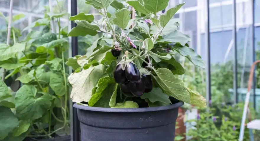 En kruka med en planta som bär flera mörka, glänsande auberginer. Det är en vacker syn att se hur man kan odla aubergine i växthus.