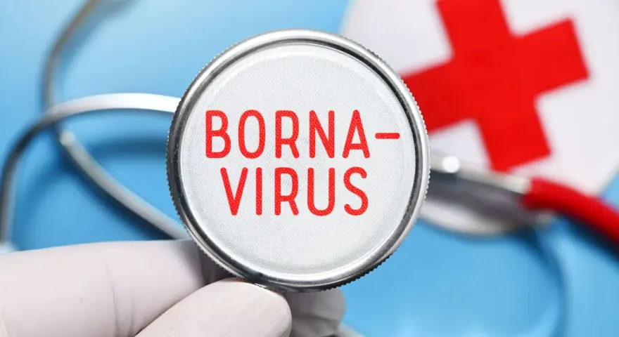 Borna Virus Symptome: Warnsignale, die Sie nicht ignorieren sollten