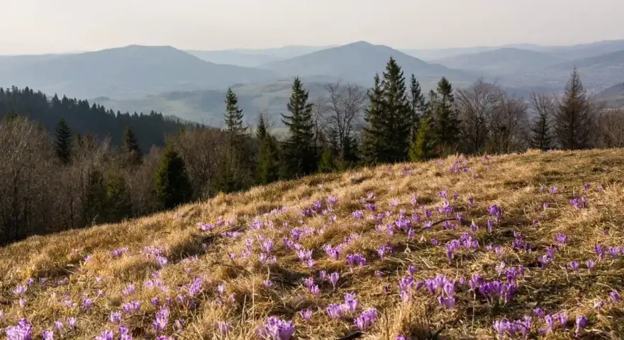Wiosna na stokach gór z Turbaczem. Fioletowe krokusy kwitną na trawiastym zboczu, a w tle widać łagodne, zamglone pasma górskie.