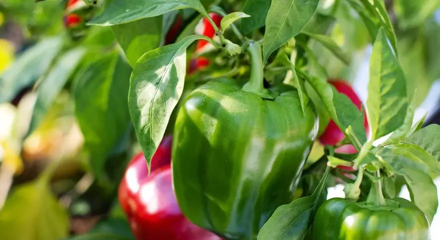 Peperoni verdi e rossi maturi pronti per essere raccolti, un ottimo risultato del coltivare peperoni.
