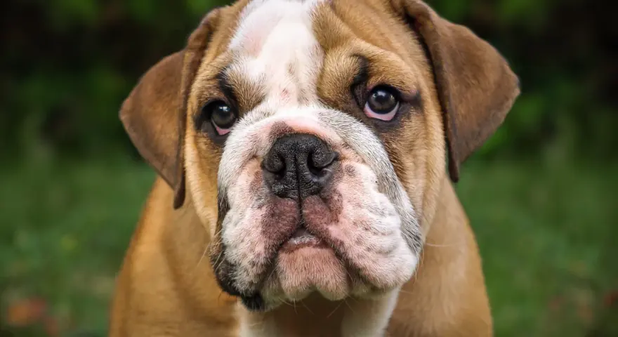 Uroczy buldog angielski szczeniak, którego cena może Cię zaskoczyć.