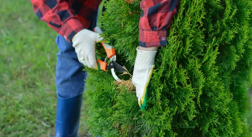 Mit einer Gartenschere wird eine grüne Hecke geschnitten. Die Person trägt Handschuhe und ein kariertes Hemd.