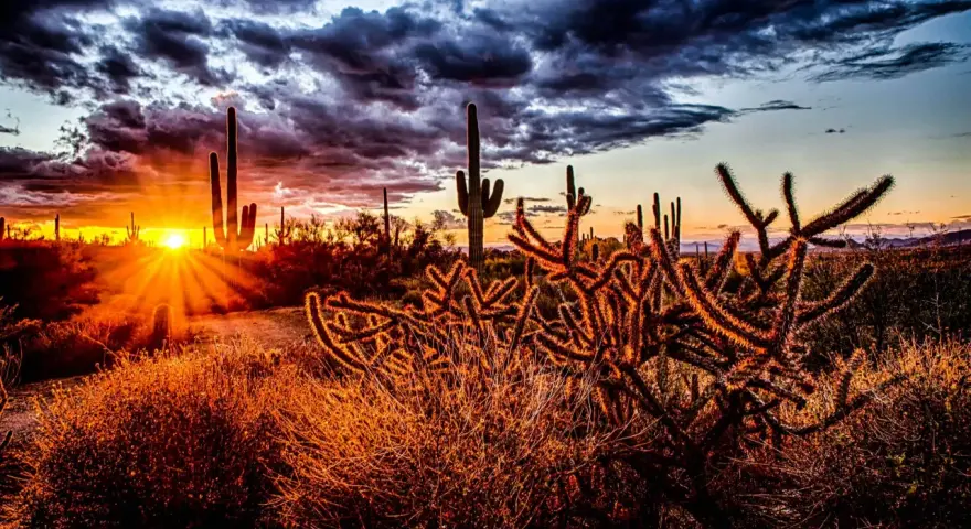 Cactus silhouette se découpant sur un ciel dramatique lors d'un magnifique couché de soleil. Les rayons du soleil percent les nuages sombres, illuminant le paysage désertique d'une lueur dorée.