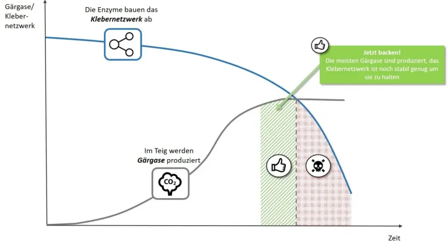 Diagramm zeigt, warum Brot im Ofen nicht aufgeht: Gärgase werden produziert, aber das Klebernetzwerk bricht zusammen.