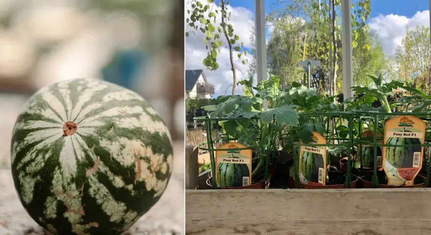 En randig vattenmelon ligger på grus. Bredvid, plantor av "Pony Red F1" melon, redo att odla i kruka.