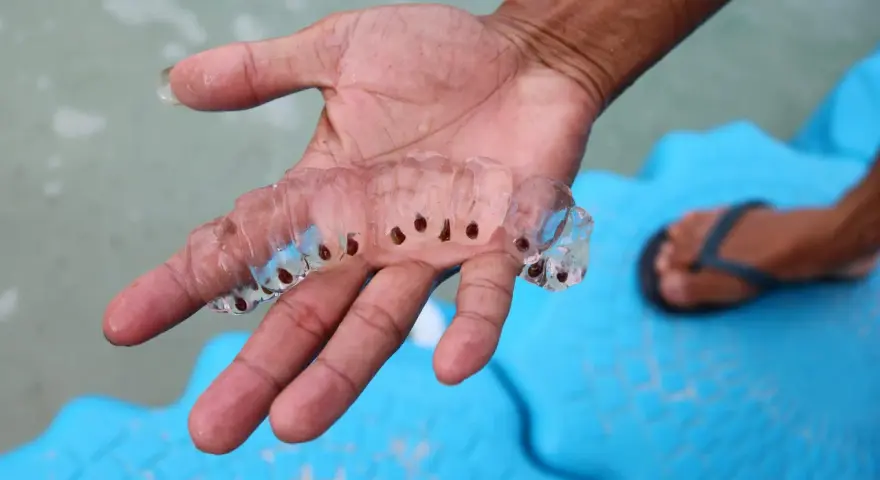 Una mano sostiene una cadena de salpas que son transparentes y gelatinosas, con pequeños puntos oscuros en su interior.
