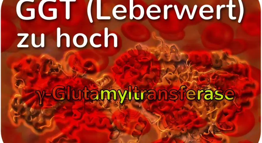 GGT (Leberwert) zu hoch: γ-Glutamyltransferase, ein Enzym, dessen erhöhter Blutwert auf Leberprobleme hinweisen kann.