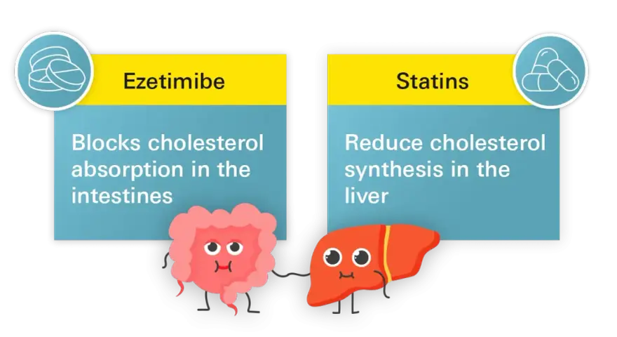 Ezetymib blokuje wchłanianie cholesterolu w jelitach, podczas gdy statyny redukują jego syntezę w wątrobie.