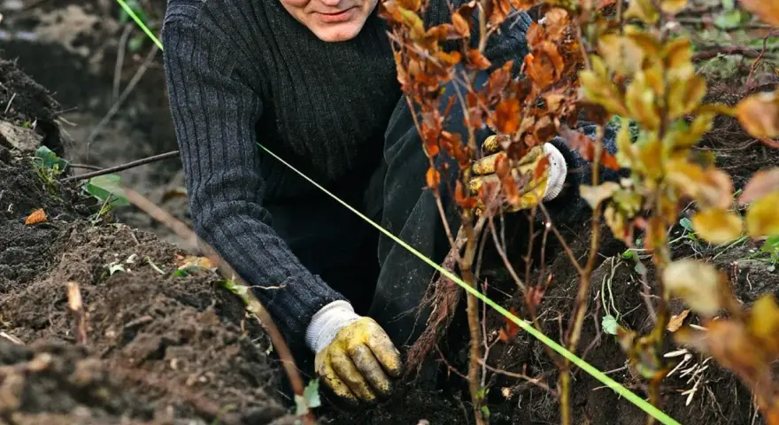 Man planterar en ny lindhäck. Han har handskar och böjer sig ner för att placera en planta i jorden.