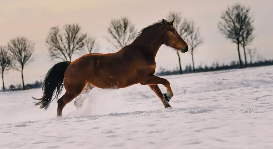 Un magnifique cheval franche montagne galope dans la neige, soulevant des éclaboussures blanches. Les arbres dénudés se dressent en arrière-plan.