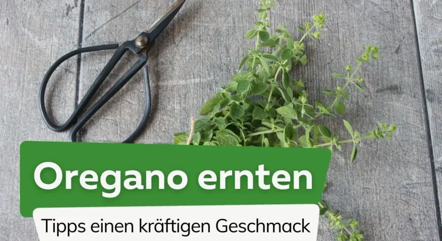 Frische Kräuter für den perfekten Geschmack: Mit einer kleinen Schere wird jetzt oregano ernten zum Kinderspiel.