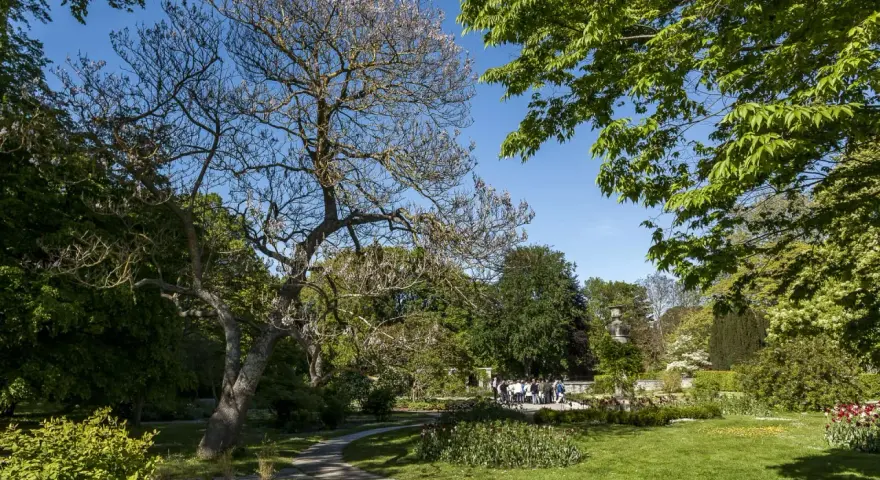 En park med en blommande paulownia tomentosa i förgrunden. En grönskande trädgård med en gångstig och en grupp besökare i bakgrunden.