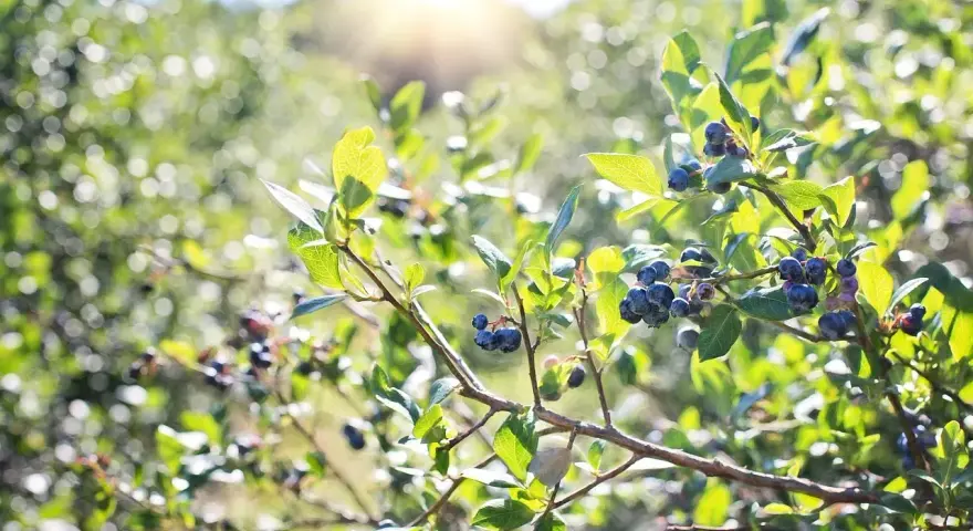Gros plan sur des myrtilles sauvages mûres sur une branche, baignées par la lumière du soleil.