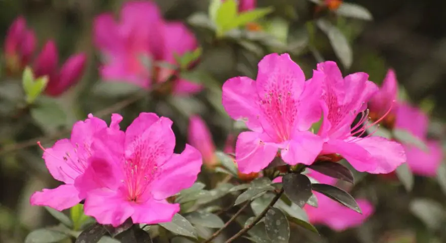 Magnifique floraison d'azalées roses vives, leurs pétales délicats ornés de taches plus foncées, annonçant le printemps.
