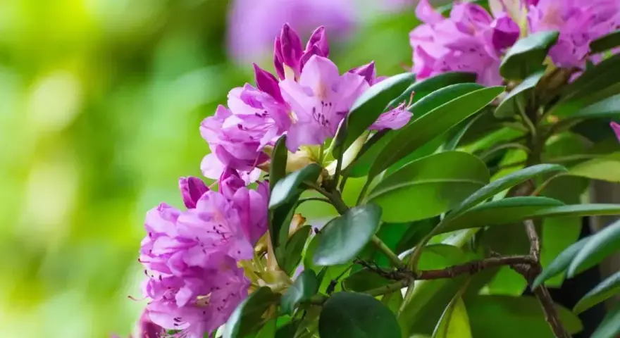 Fioletowe kwiaty rododendronu, gotowe do przycinania po kwitnieniu, otoczone zielonymi liśćmi.