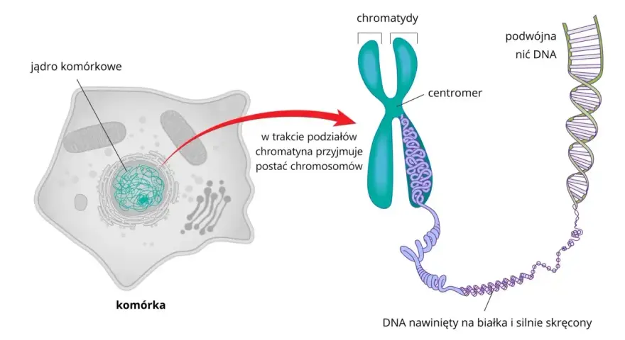 Komórka z jądrem, gdzie chromatyna tworzy chromosomy. Pokazano budowę chromosomu i podwójną nić DNA, kluczowy element każdego genu.