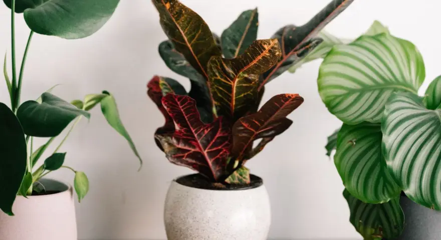 Tres plantas pequeñas de interior: una Monstera con hojas verdes, una Croton con hojas rojas y naranjas, y una Calathea con hojas rayadas verdes y blancas.