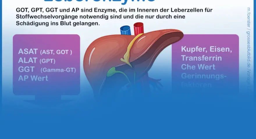 Leberenzyme wie GOT, GPT, GGT und AP sind wichtig. Ihre Blutwerte können auf eine Fettleber hinweisen.