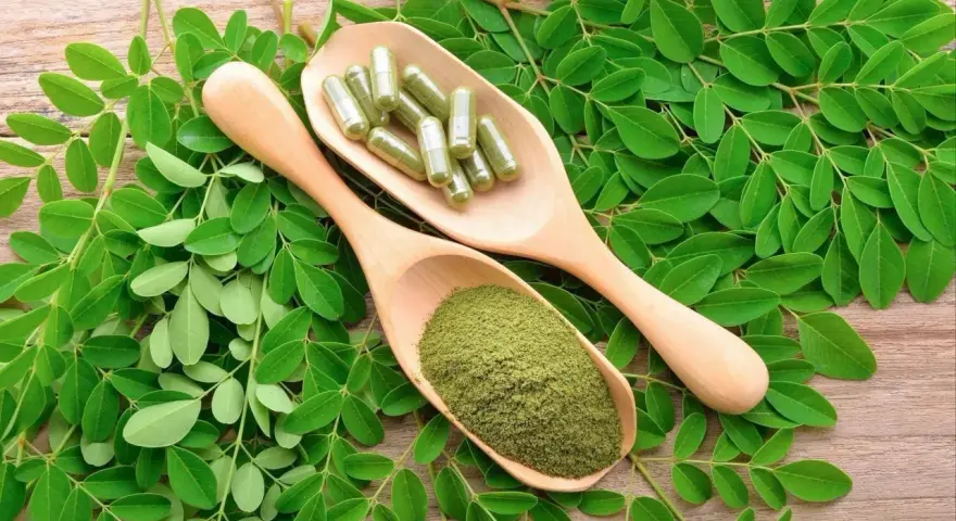 Feuilles de moringa, poudre verte et gélules sur des cuillères en bois. Découvrez les nombreux moringa bienfaits pour votre santé.