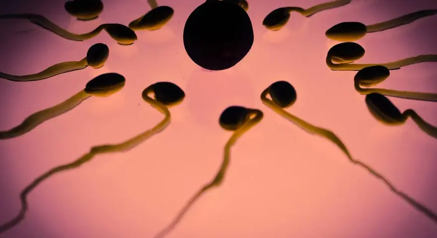 Spermatozoidy zbliżają się do komórki jajowej. Jak smakuje sperma? To pytanie, na które nie ma jednej odpowiedzi, smak jest indywidualny.