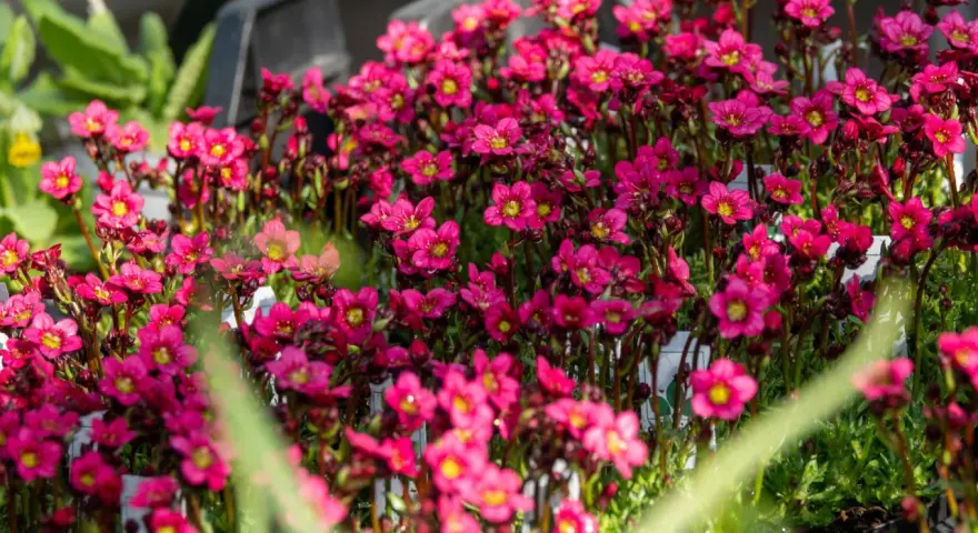 Bienenfreundliche polsterstauden als beeteinfassung, leuchtend pinke Blüten mit gelben Zentren, ideal für Steingärten und Trockenmauern.