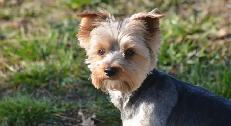 Uroczy yorkshire terrier na trawie. Zastanawiasz się, ile powinien jeść 2 kg york?