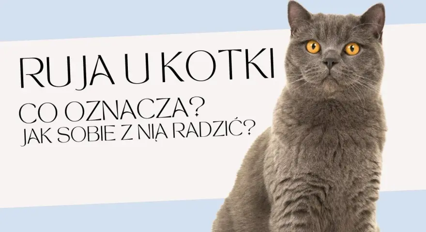 Jak długo kotka ma ruje? Poznaj tajemnice rui i jej trwania