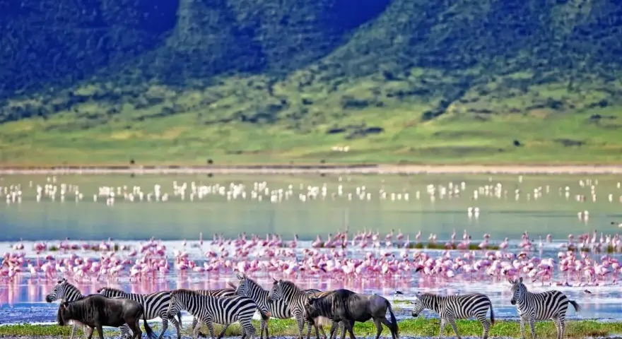 Stado zebr i gnu przemierza brzeg jeziora w Ngorongoro, gdzie tysiące flamingów tworzy różowy dywan.